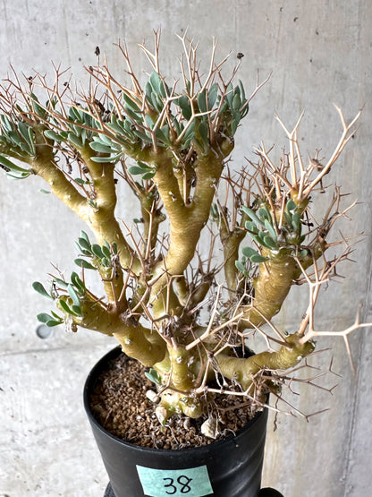 【現品限り】オトンナ・ユーフォルビオイデス[在庫整理価格]【J38】 Othonna euphorbioides