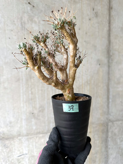 【現品限り】オトンナ・ユーフォルビオイデス[在庫整理価格]【J39】 Othonna euphorbioides