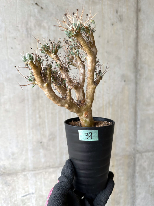 【現品限り】オトンナ・ユーフォルビオイデス[在庫整理価格]【J39】 Othonna euphorbioides