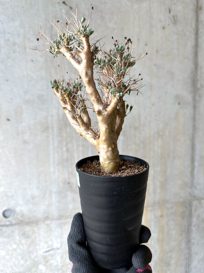 【現品限り】オトンナ・ユーフォルビオイデス[在庫整理価格]【J39】 Othonna euphorbioides