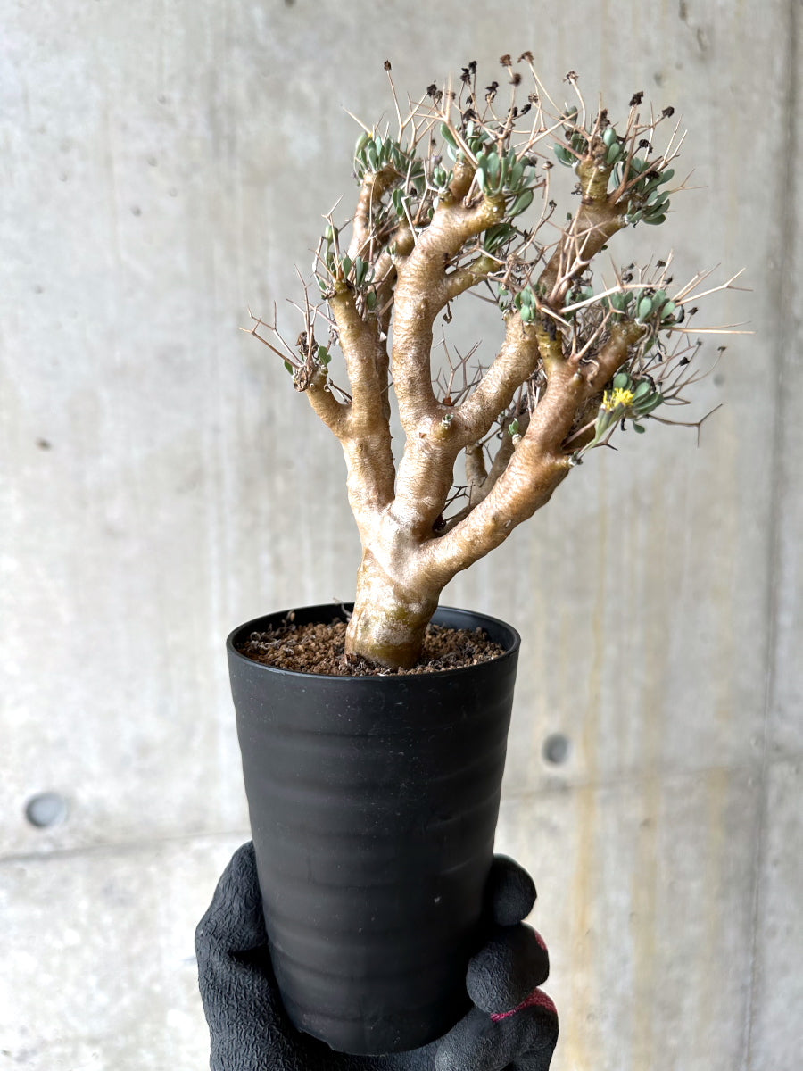 【現品限り】オトンナ・ユーフォルビオイデス[在庫整理価格]【J39】 Othonna euphorbioides