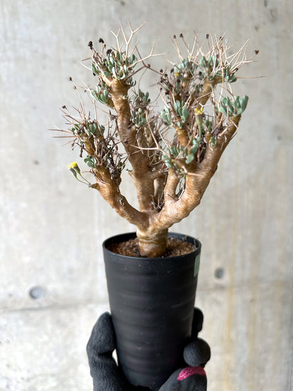【現品限り】オトンナ・ユーフォルビオイデス[在庫整理価格]【J39】 Othonna euphorbioides
