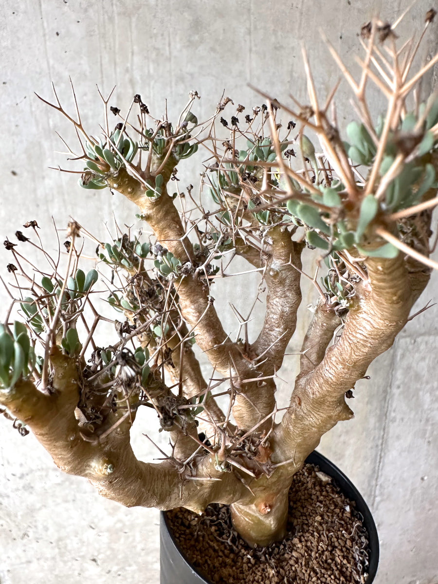 【現品限り】オトンナ・ユーフォルビオイデス[在庫整理価格]【J39】 Othonna euphorbioides