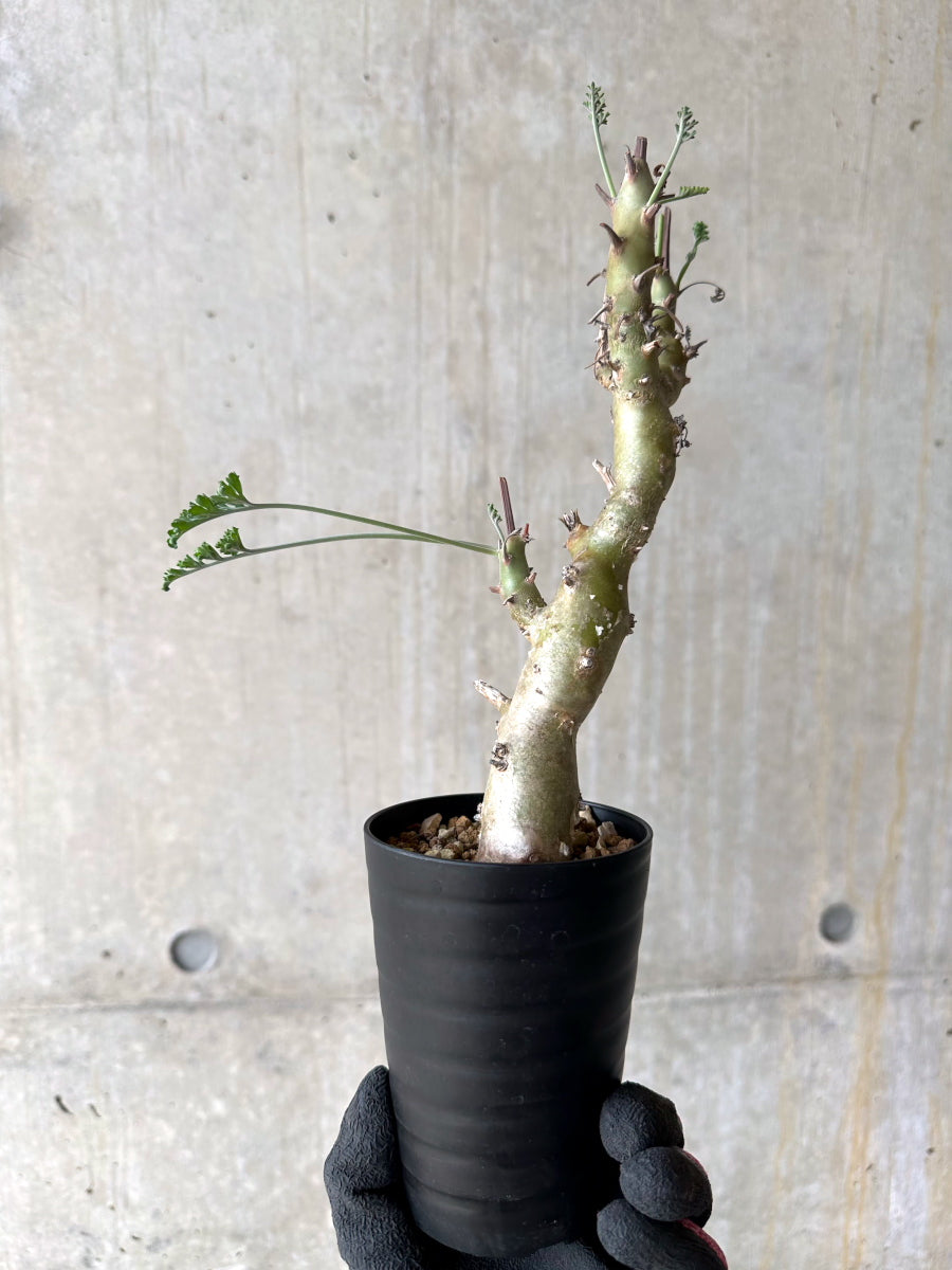 【現品限り】ペラルゴニウム・クリズミフォリウム 挿し木 発根済み【J3】 Pelargonium crithmifolium