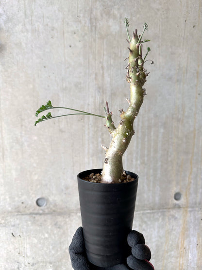【現品限り】ペラルゴニウム・クリズミフォリウム 挿し木 発根済み【J3】 Pelargonium crithmifolium