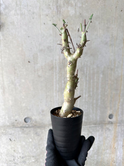 【現品限り】ペラルゴニウム・クリズミフォリウム 挿し木 発根済み【J3】 Pelargonium crithmifolium