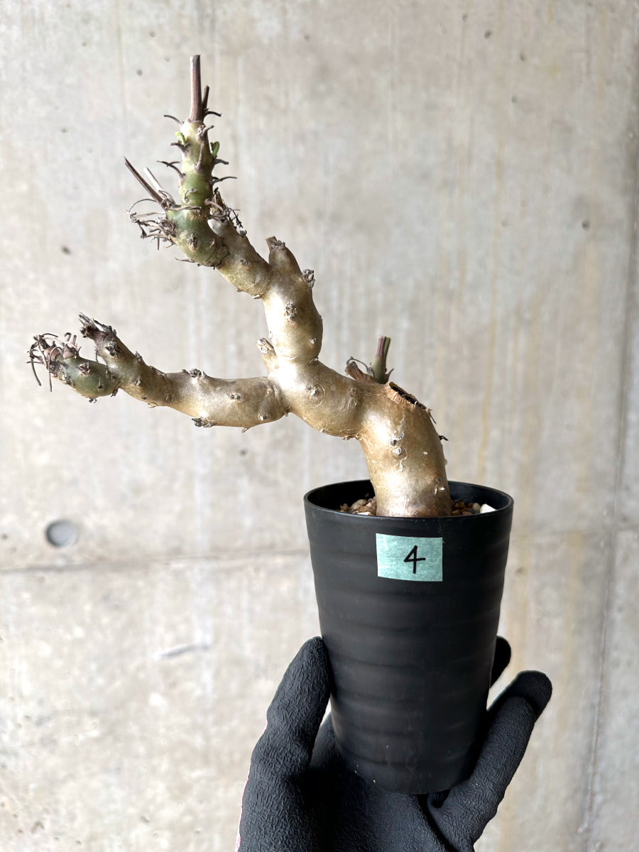 【現品限り】ペラルゴニウム・クリズミフォリウム 挿し木 発根済み【J4】 Pelargonium crithmifolium