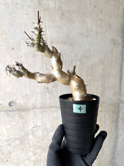 【現品限り】ペラルゴニウム・クリズミフォリウム 挿し木 発根済み【J4】 Pelargonium crithmifolium