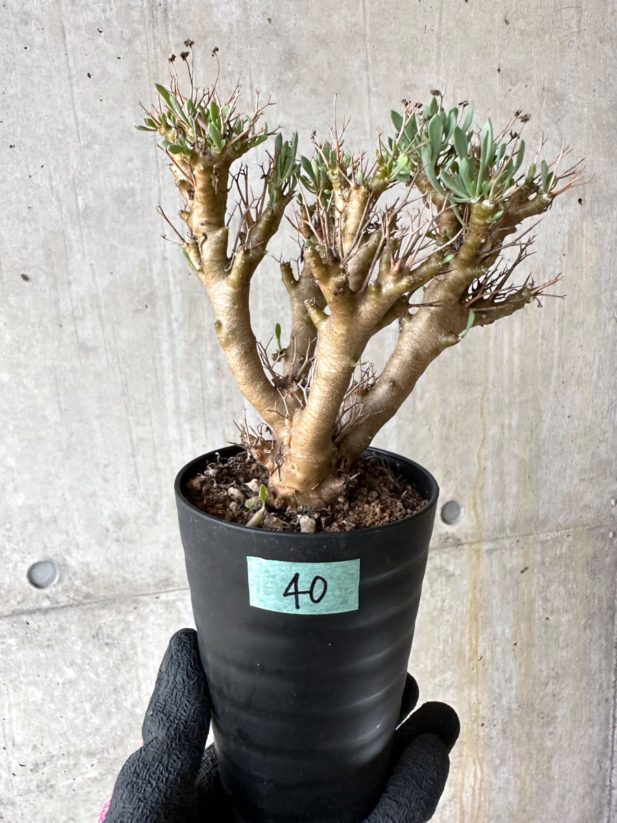 【現品限り】オトンナ・ユーフォルビオイデス[在庫整理価格]【J40】 Othonna euphorbioides