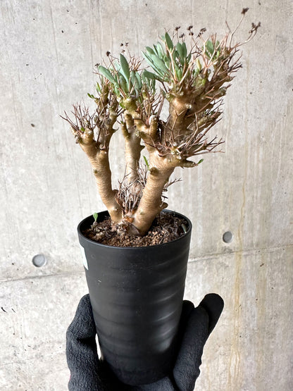 【現品限り】オトンナ・ユーフォルビオイデス[在庫整理価格]【J40】 Othonna euphorbioides