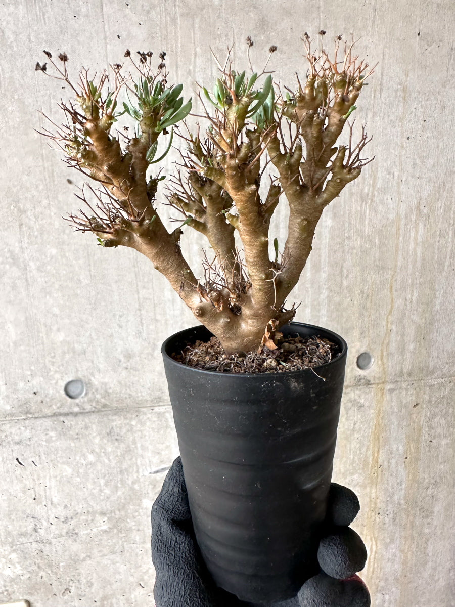 【現品限り】オトンナ・ユーフォルビオイデス[在庫整理価格]【J40】 Othonna euphorbioides