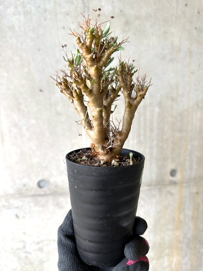 【現品限り】オトンナ・ユーフォルビオイデス[在庫整理価格]【J40】 Othonna euphorbioides