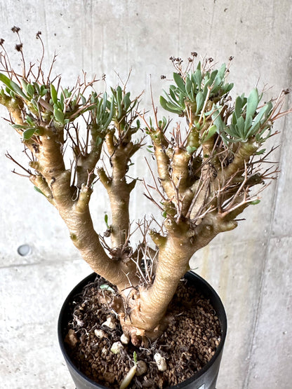 【現品限り】オトンナ・ユーフォルビオイデス[在庫整理価格]【J40】 Othonna euphorbioides