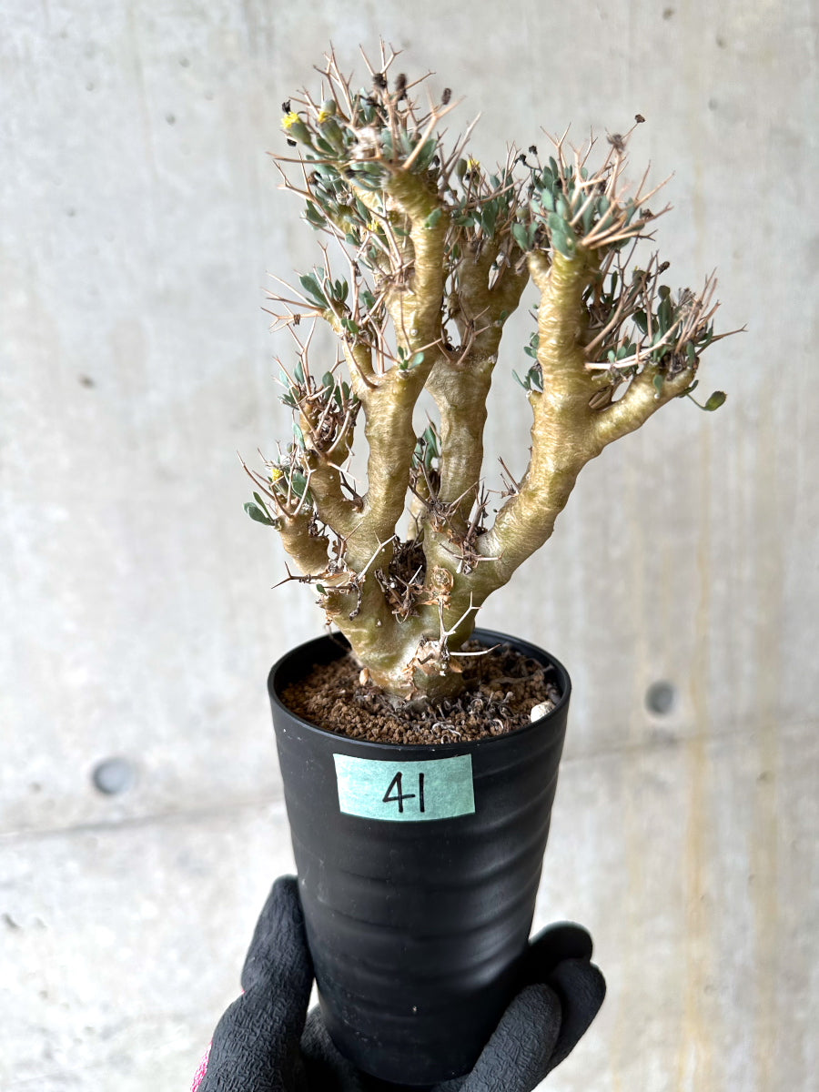 【現品限り】オトンナ・ユーフォルビオイデス[在庫整理価格]【J41】 Othonna euphorbioides