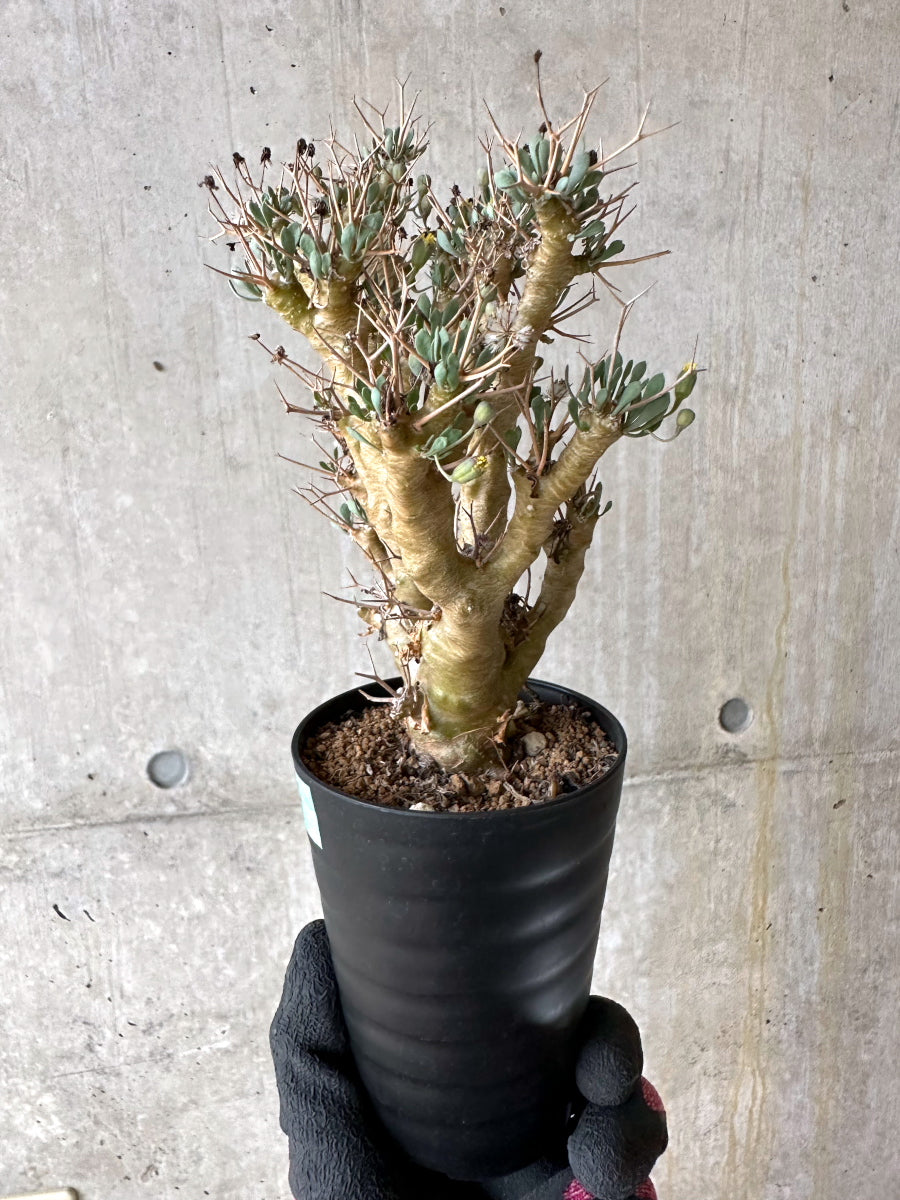 【現品限り】オトンナ・ユーフォルビオイデス[在庫整理価格]【J41】 Othonna euphorbioides