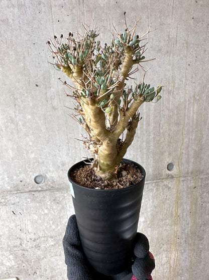 【現品限り】オトンナ・ユーフォルビオイデス[在庫整理価格]【J41】 Othonna euphorbioides