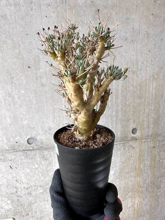 【現品限り】オトンナ・ユーフォルビオイデス[在庫整理価格]【J41】 Othonna euphorbioides