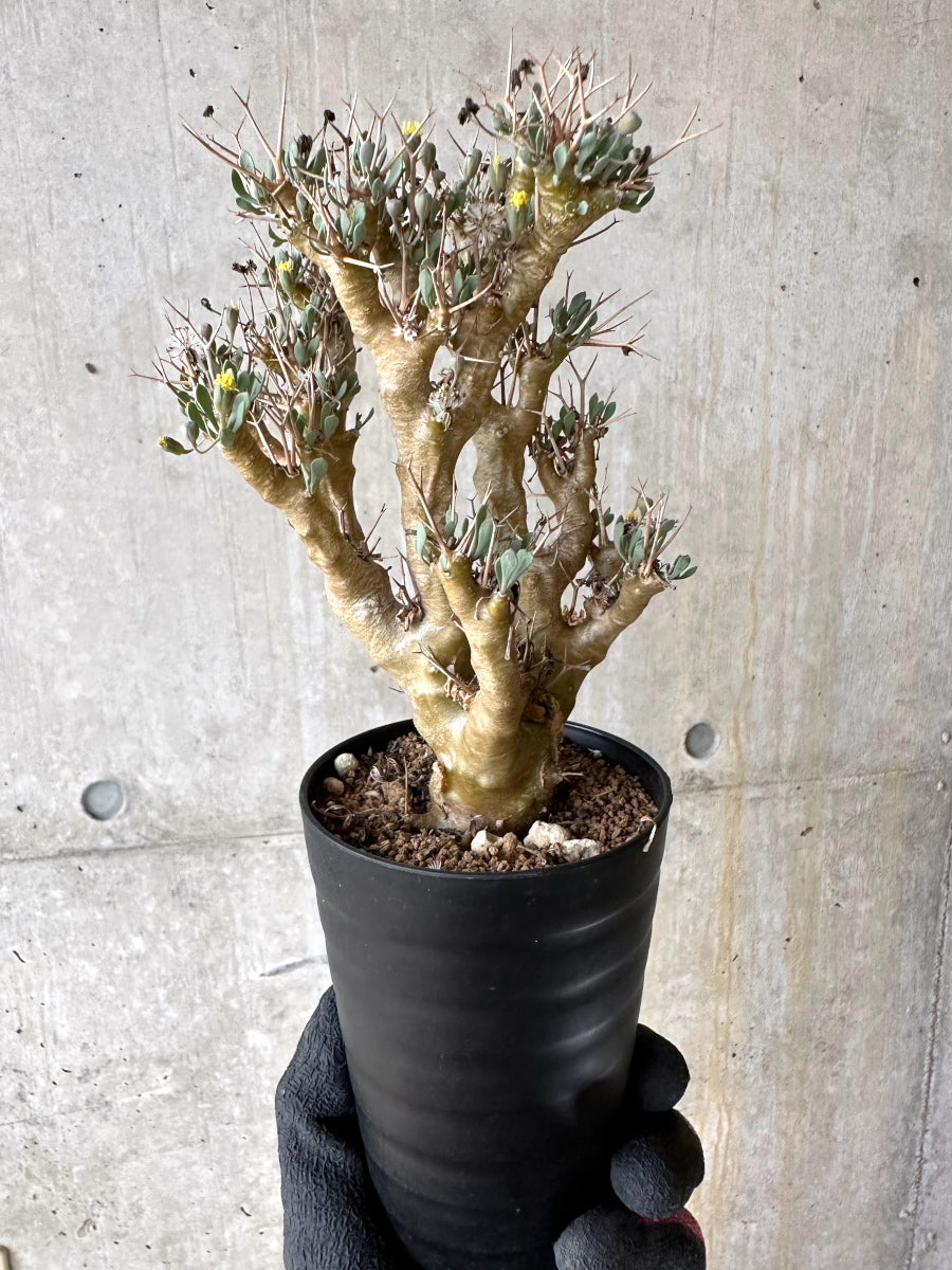 【現品限り】オトンナ・ユーフォルビオイデス[在庫整理価格]【J41】 Othonna euphorbioides