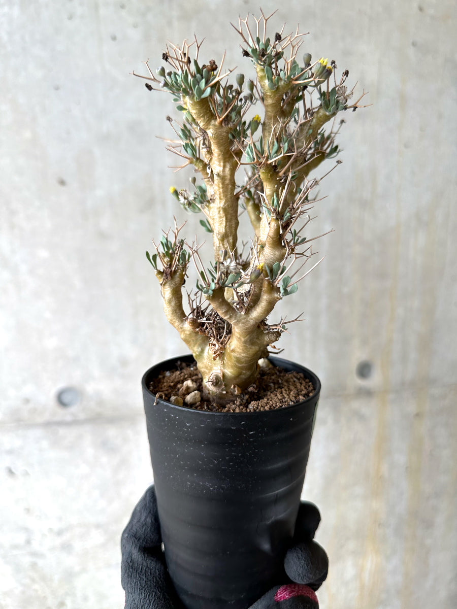 【現品限り】オトンナ・ユーフォルビオイデス[在庫整理価格]【J41】 Othonna euphorbioides
