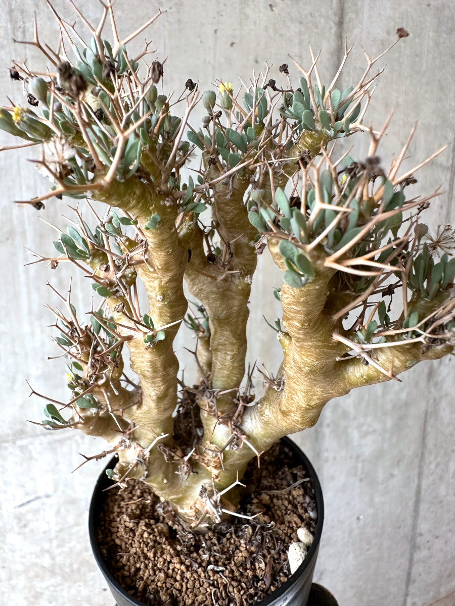 【現品限り】オトンナ・ユーフォルビオイデス[在庫整理価格]【J41】 Othonna euphorbioides