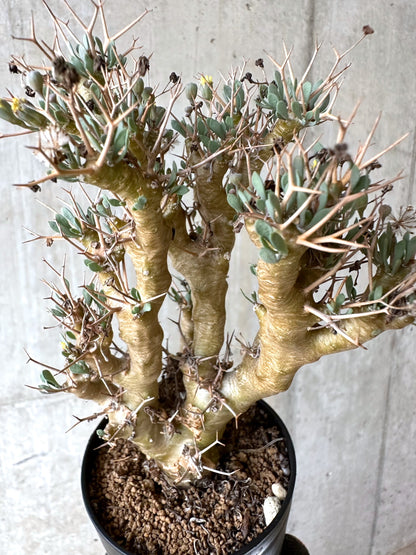 【現品限り】オトンナ・ユーフォルビオイデス[在庫整理価格]【J41】 Othonna euphorbioides