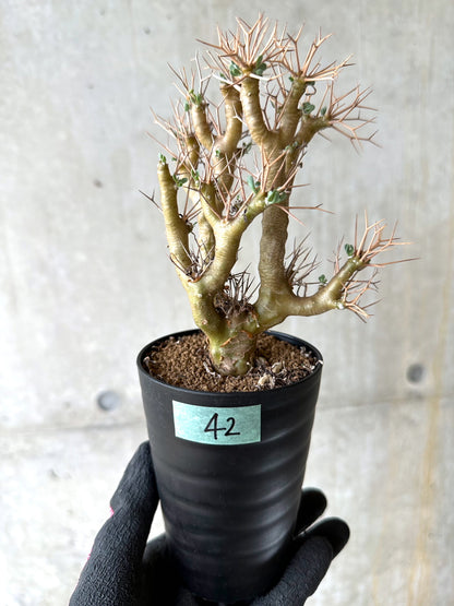 【現品限り】オトンナ・ユーフォルビオイデス[在庫整理価格]【J42】 Othonna euphorbioides