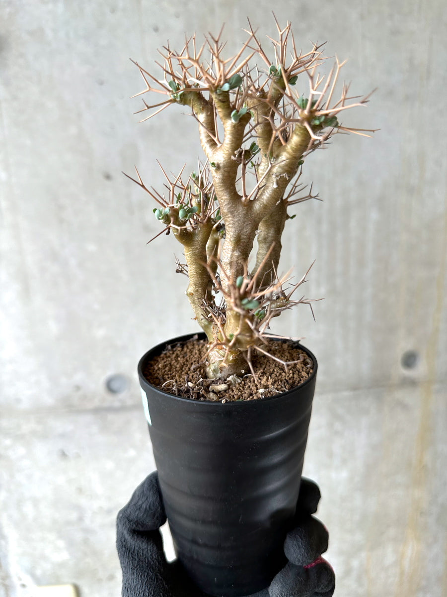 【現品限り】オトンナ・ユーフォルビオイデス[在庫整理価格]【J42】 Othonna euphorbioides