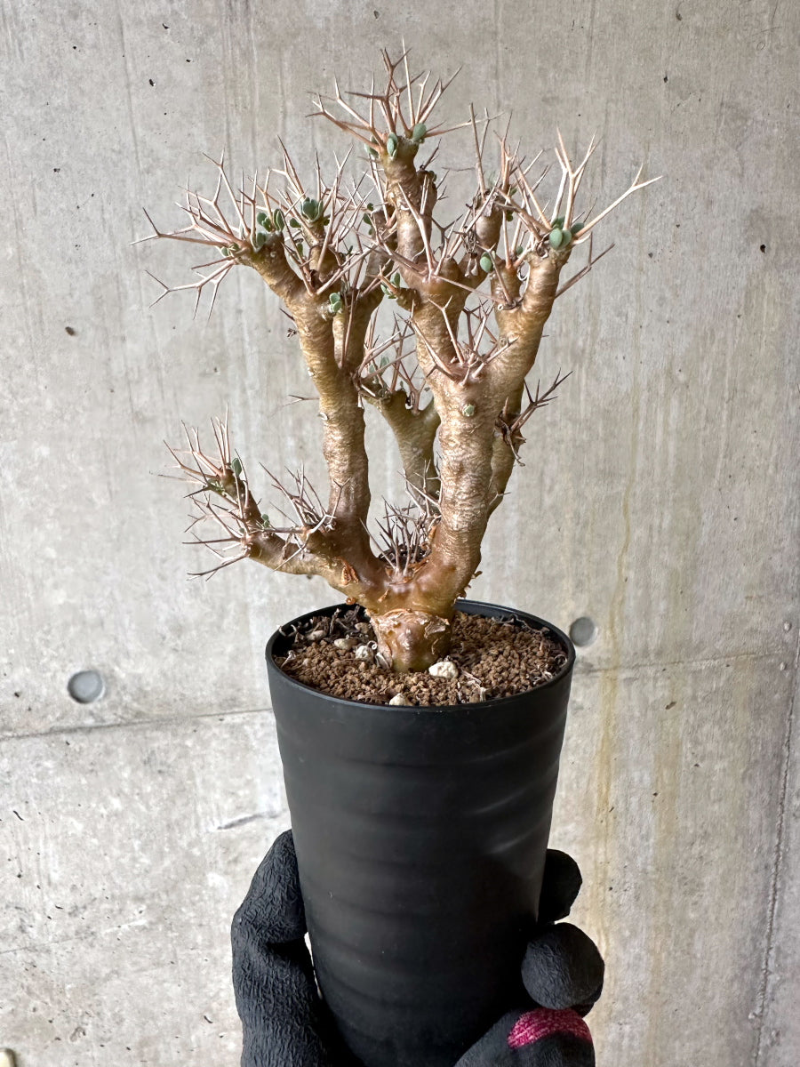【現品限り】オトンナ・ユーフォルビオイデス[在庫整理価格]【J42】 Othonna euphorbioides