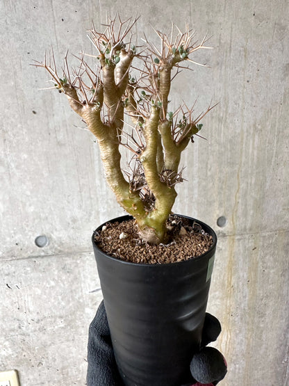 【現品限り】オトンナ・ユーフォルビオイデス[在庫整理価格]【J42】 Othonna euphorbioides
