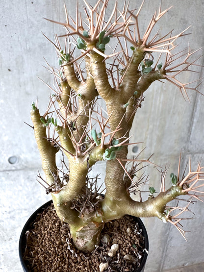 【現品限り】オトンナ・ユーフォルビオイデス[在庫整理価格]【J42】 Othonna euphorbioides