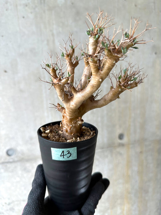 【現品限り】オトンナ・ユーフォルビオイデス[在庫整理価格]【J43】 Othonna euphorbioides
