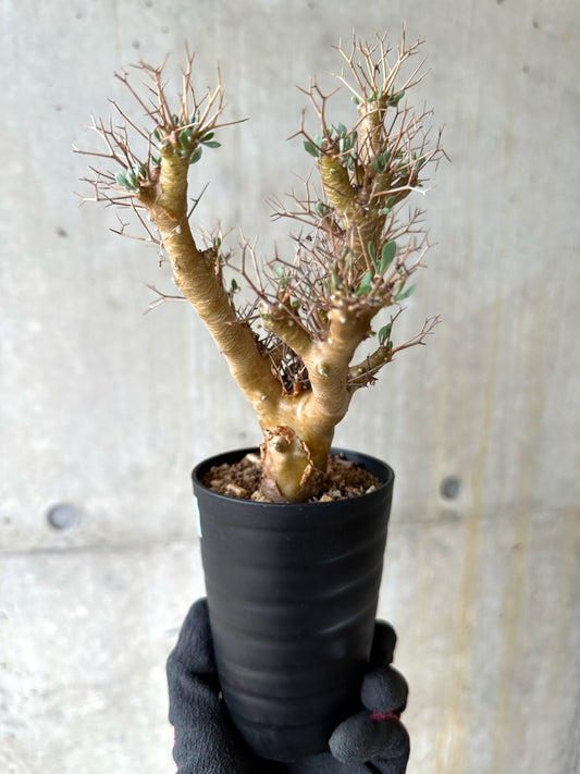 【現品限り】オトンナ・ユーフォルビオイデス[在庫整理価格]【J43】 Othonna euphorbioides