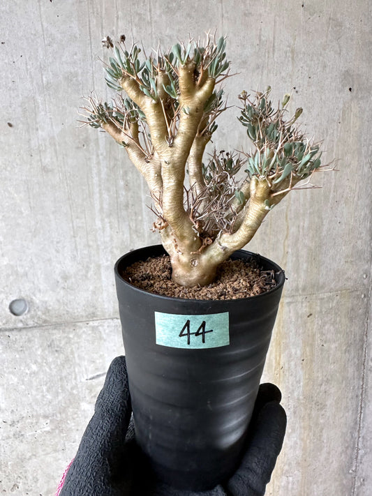 【現品限り】オトンナ・ユーフォルビオイデス[在庫整理価格]【J44】 Othonna euphorbioides