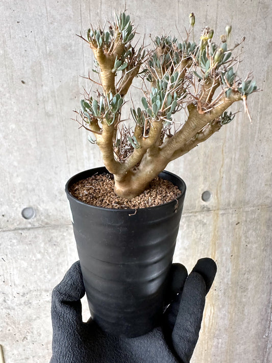 【現品限り】オトンナ・ユーフォルビオイデス[在庫整理価格]【J44】 Othonna euphorbioides
