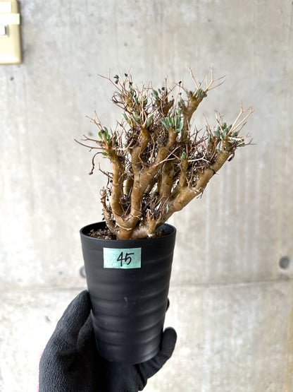 【現品限り】オトンナ・ユーフォルビオイデス[在庫整理価格]【J45】 Othonna euphorbioides