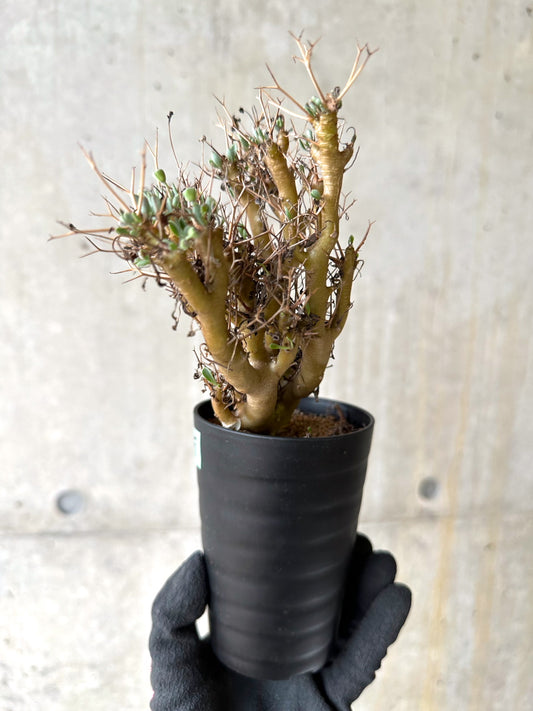 【現品限り】オトンナ・ユーフォルビオイデス[在庫整理価格]【J45】 Othonna euphorbioides