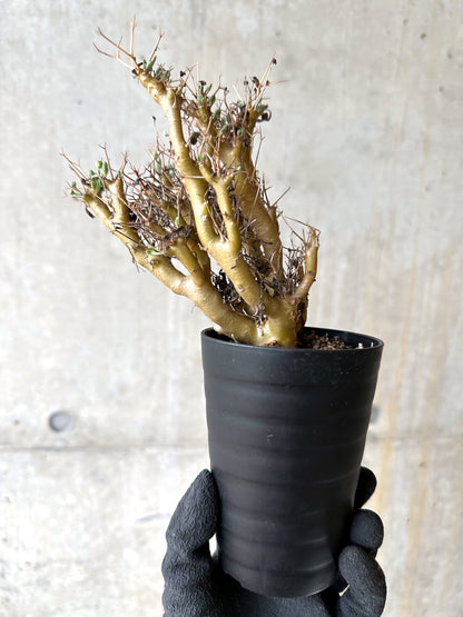 【現品限り】オトンナ・ユーフォルビオイデス[在庫整理価格]【J45】 Othonna euphorbioides