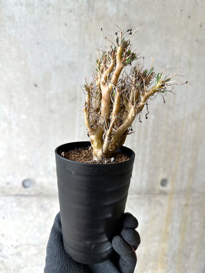 【現品限り】オトンナ・ユーフォルビオイデス[在庫整理価格]【J45】 Othonna euphorbioides