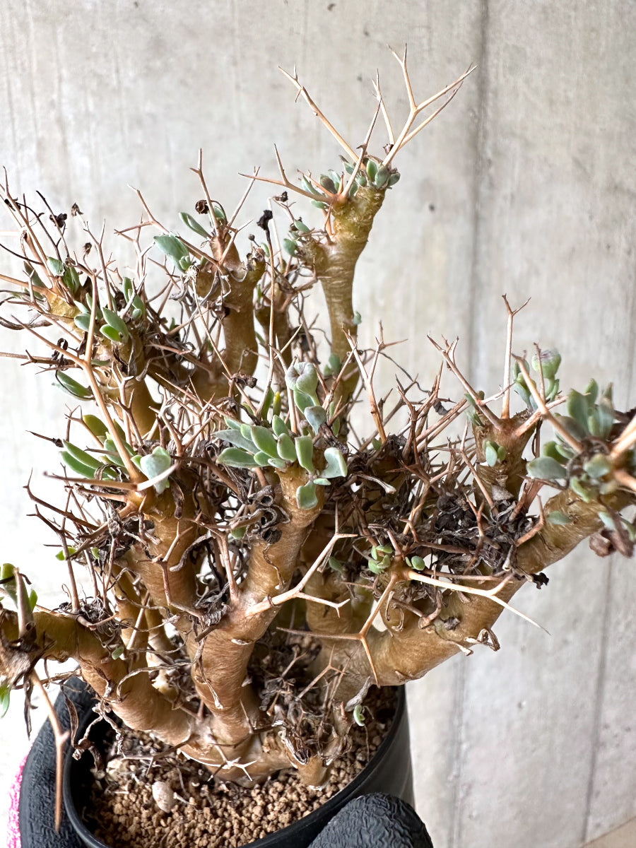 【現品限り】オトンナ・ユーフォルビオイデス[在庫整理価格]【J45】 Othonna euphorbioides