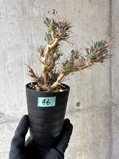 【現品限り】オトンナ・ユーフォルビオイデス[在庫整理価格]【J46】 Othonna euphorbioides