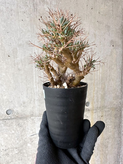 【現品限り】オトンナ・ユーフォルビオイデス[在庫整理価格]【J46】 Othonna euphorbioides