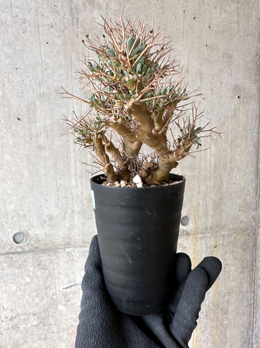 【現品限り】オトンナ・ユーフォルビオイデス[在庫整理価格]【J46】 Othonna euphorbioides