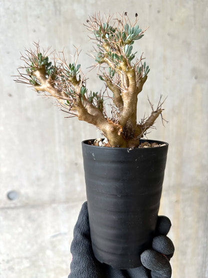 【現品限り】オトンナ・ユーフォルビオイデス[在庫整理価格]【J46】 Othonna euphorbioides