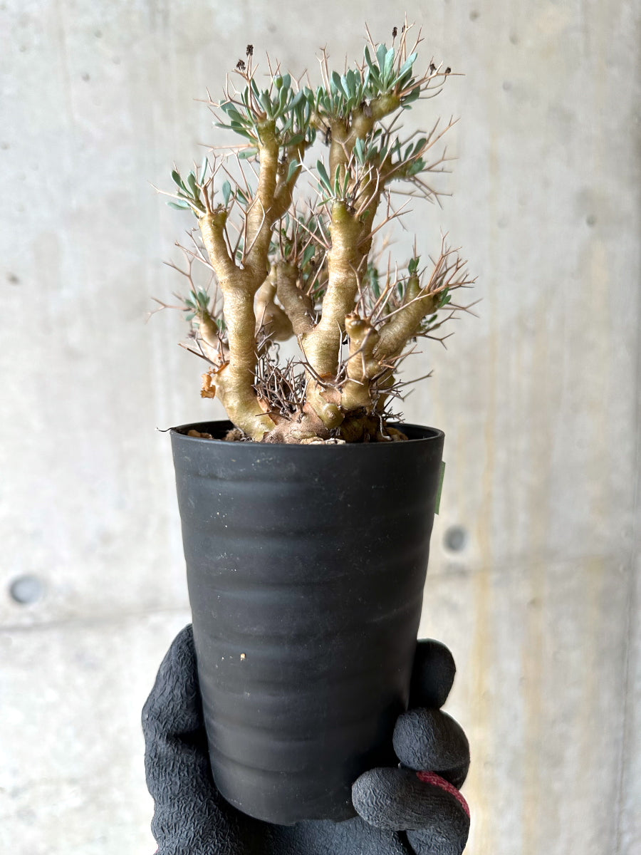 【現品限り】オトンナ・ユーフォルビオイデス[在庫整理価格]【J46】 Othonna euphorbioides