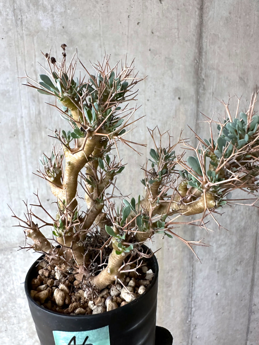 【現品限り】オトンナ・ユーフォルビオイデス[在庫整理価格]【J46】 Othonna euphorbioides