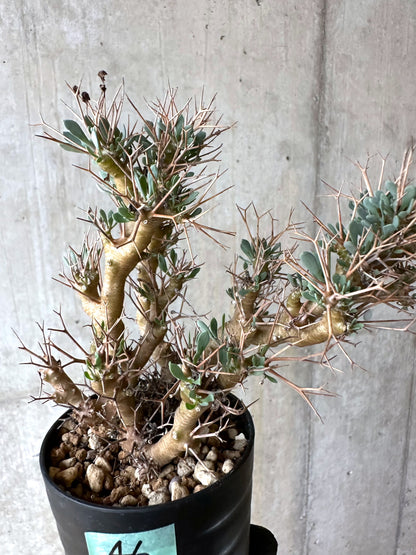 【現品限り】オトンナ・ユーフォルビオイデス[在庫整理価格]【J46】 Othonna euphorbioides