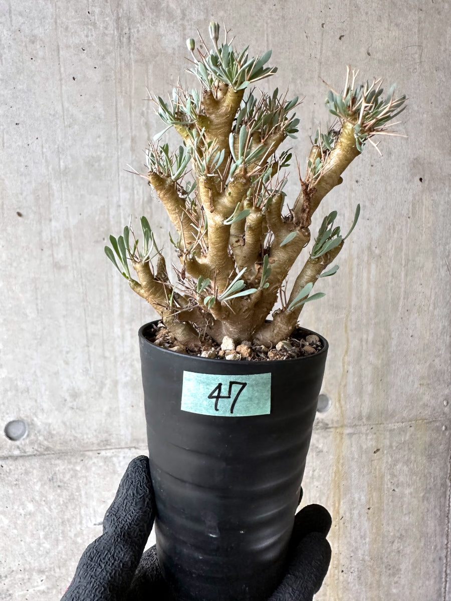 【現品限り】オトンナ・ユーフォルビオイデス[在庫整理価格]【J47】 Othonna euphorbioides