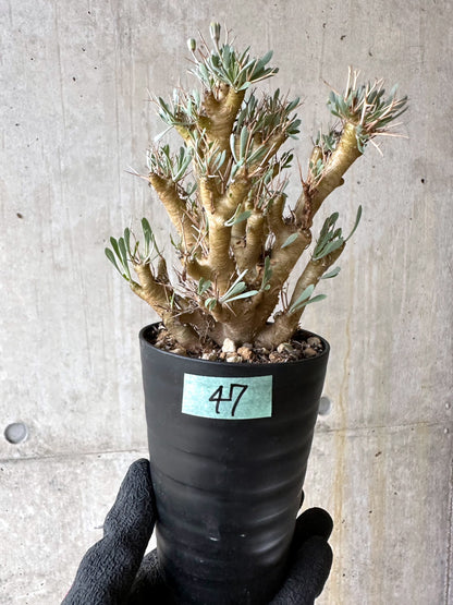 【現品限り】オトンナ・ユーフォルビオイデス[在庫整理価格]【J47】 Othonna euphorbioides