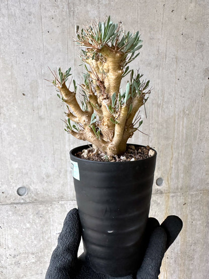 【現品限り】オトンナ・ユーフォルビオイデス[在庫整理価格]【J47】 Othonna euphorbioides