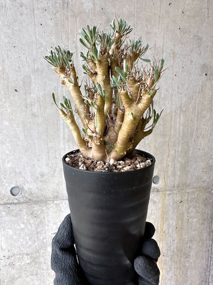 【現品限り】オトンナ・ユーフォルビオイデス[在庫整理価格]【J47】 Othonna euphorbioides